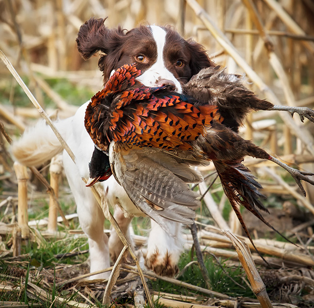 Bella retrieving her first pheasant in Herefordshire